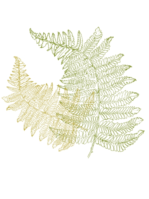 Ferns 